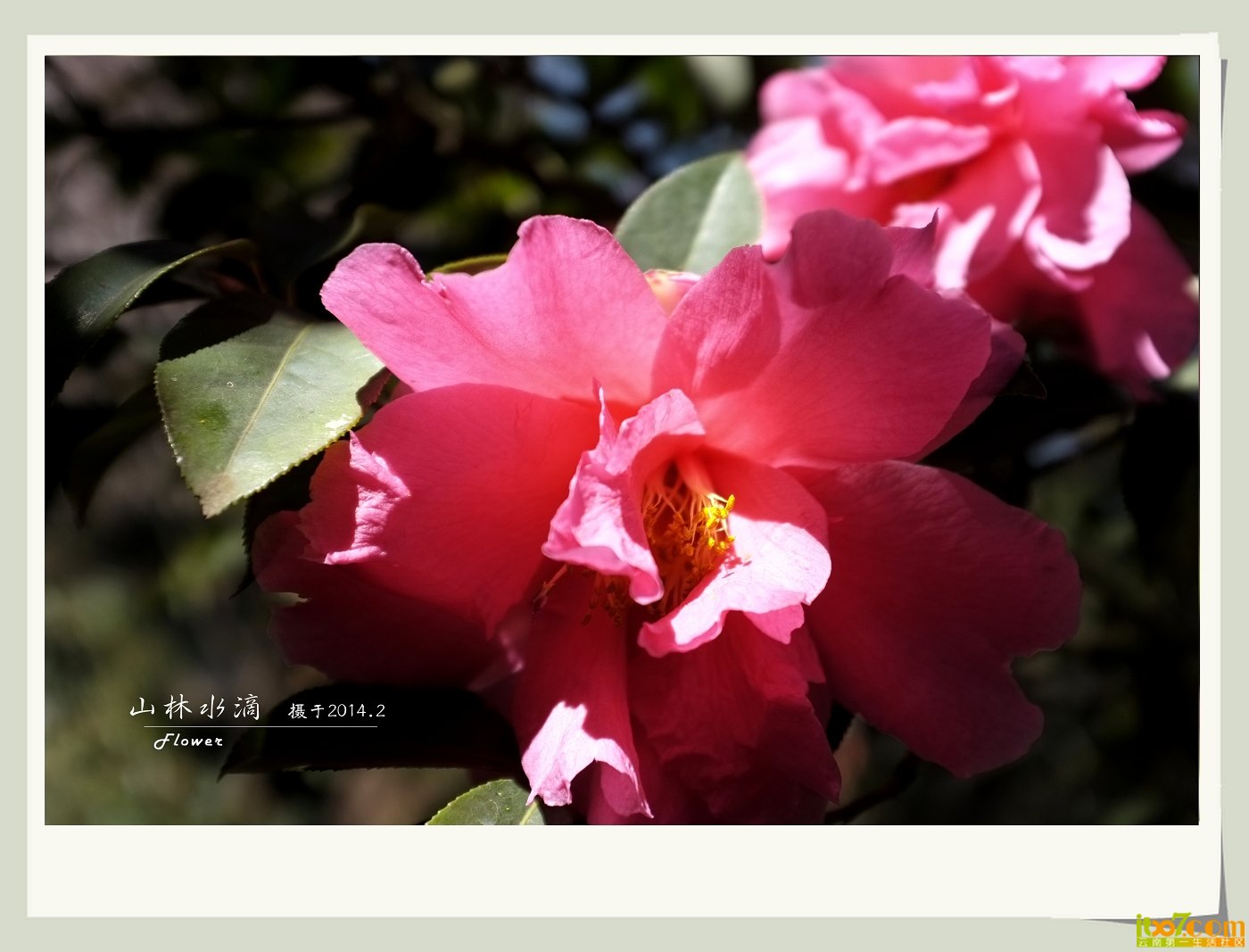 茶花08.jpg