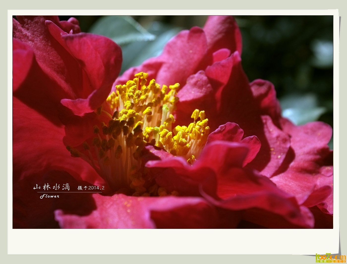 茶花10.jpg