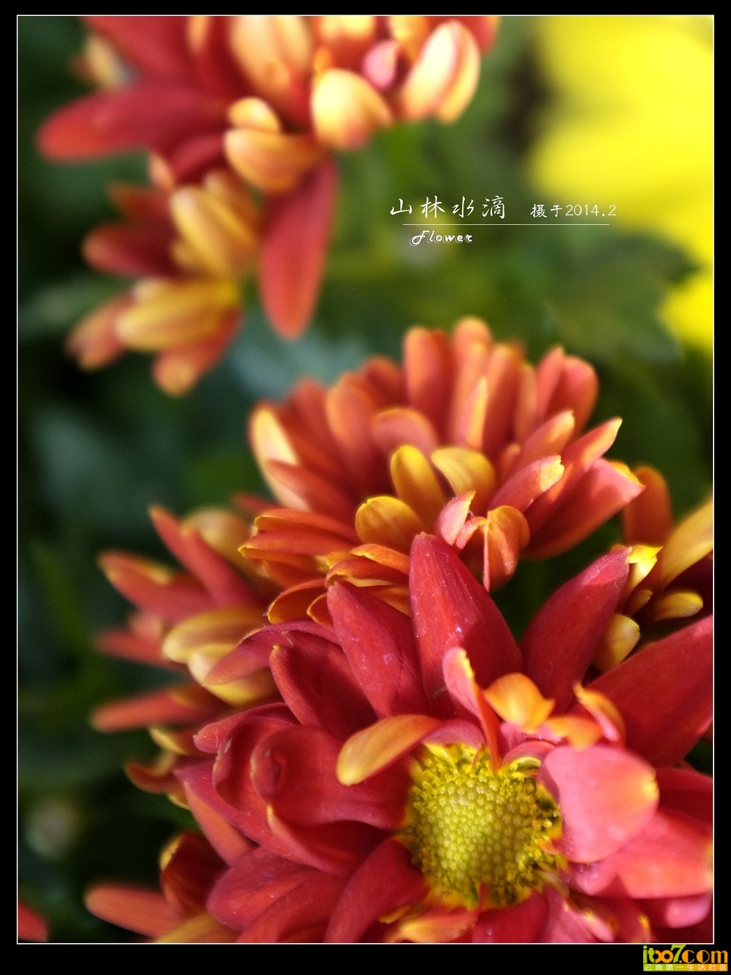 花.jpg