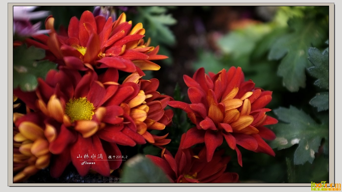 花02.jpg