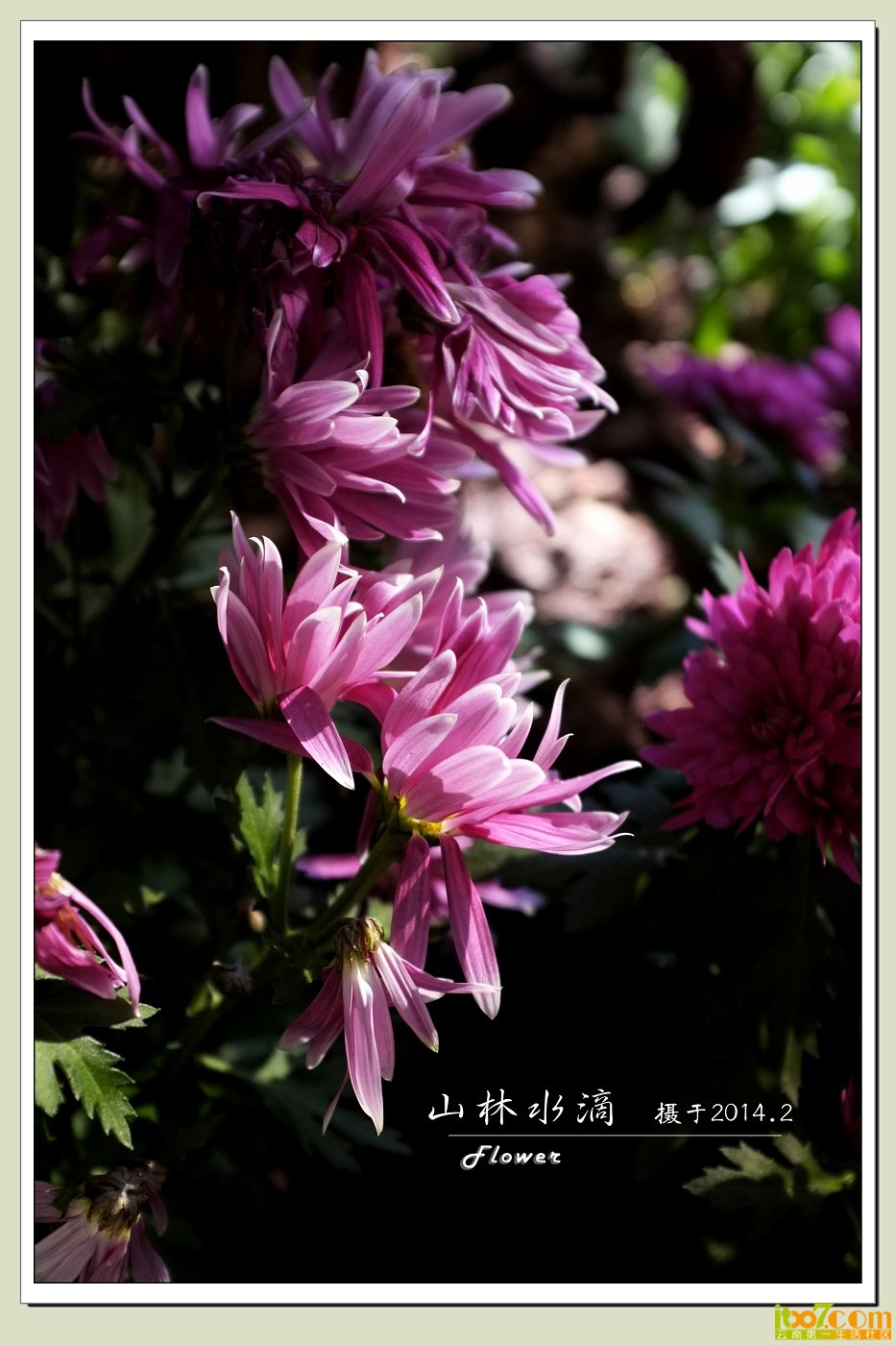 菊花01.jpg