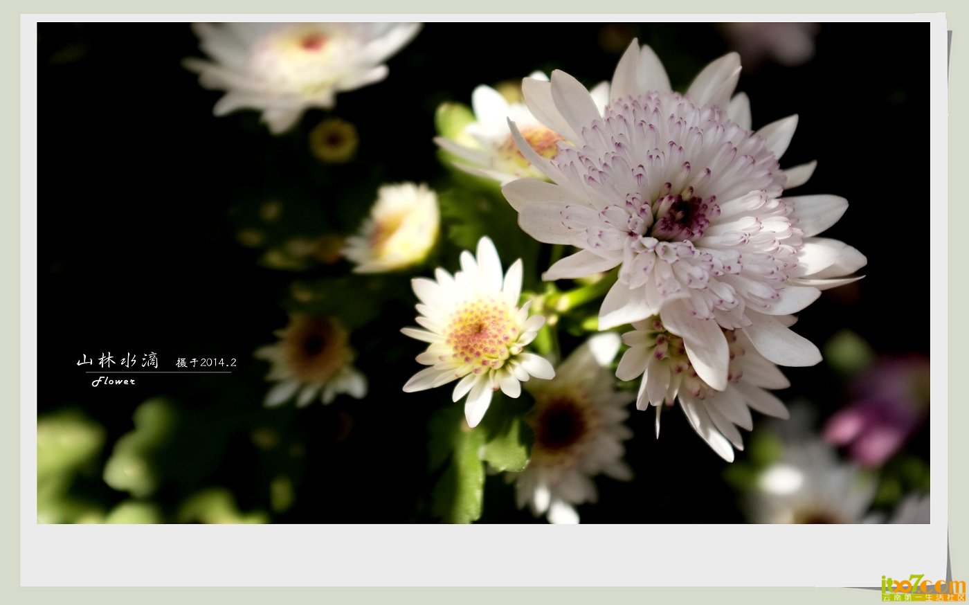 菊花02.jpg