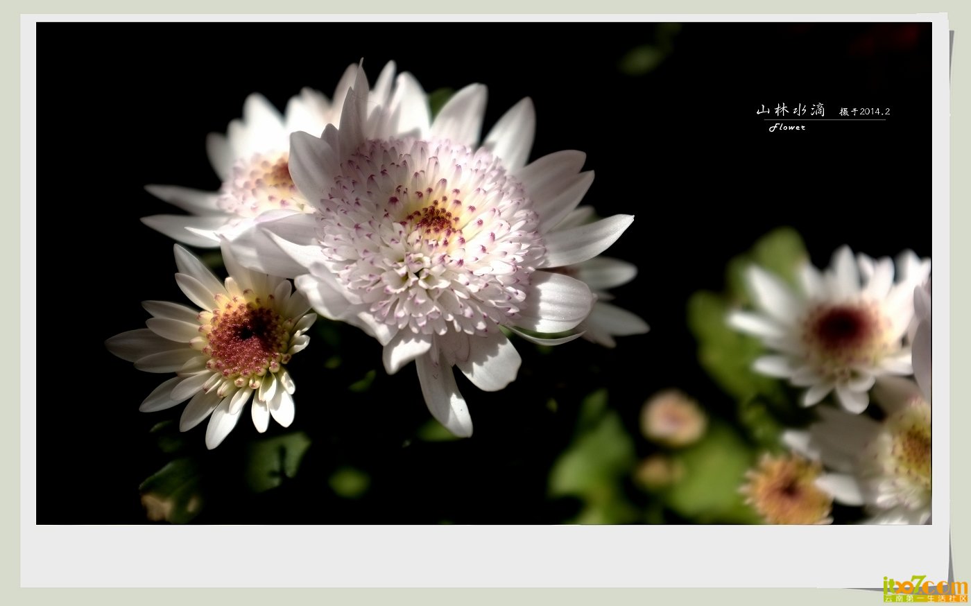 菊花03.jpg