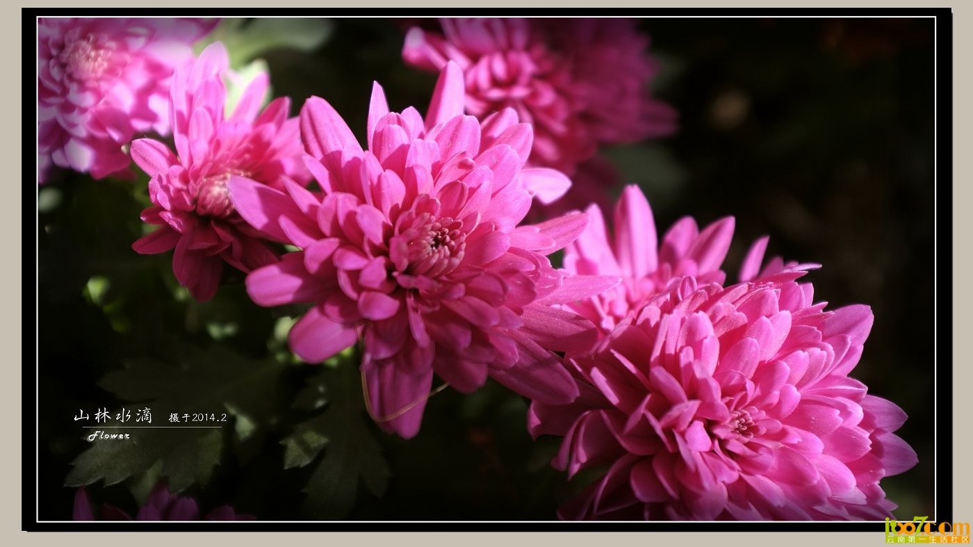 菊花04.jpg