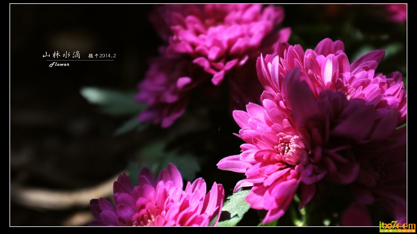 菊花05.jpg