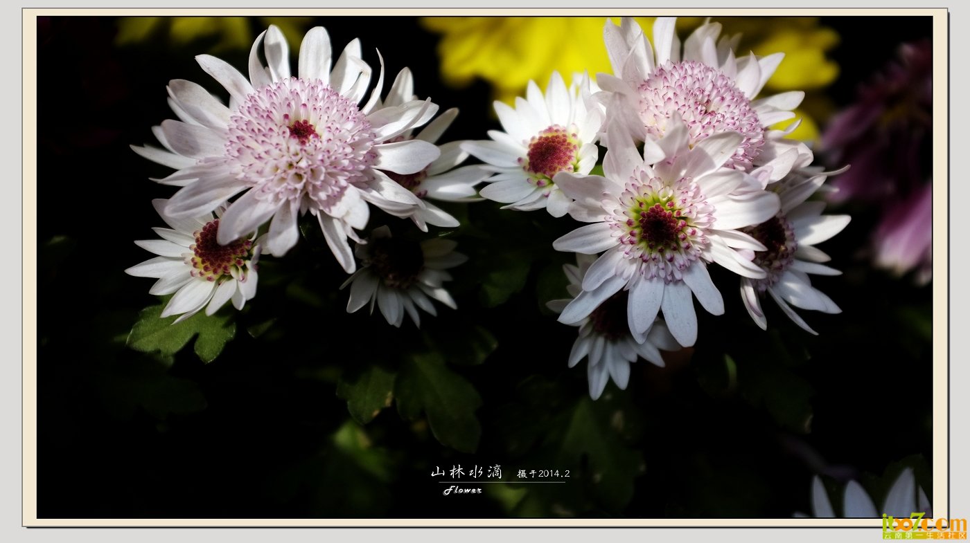 菊花06.jpg