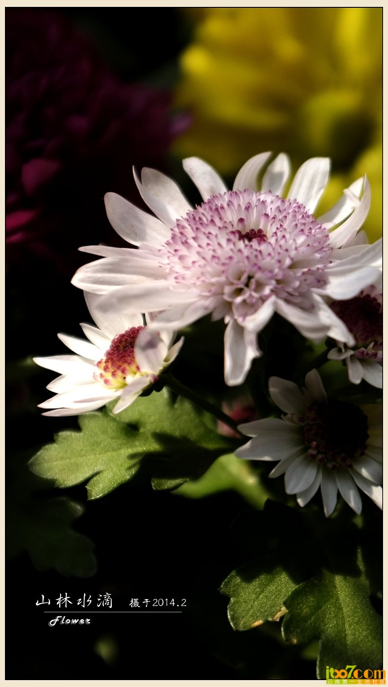 菊花07.jpg