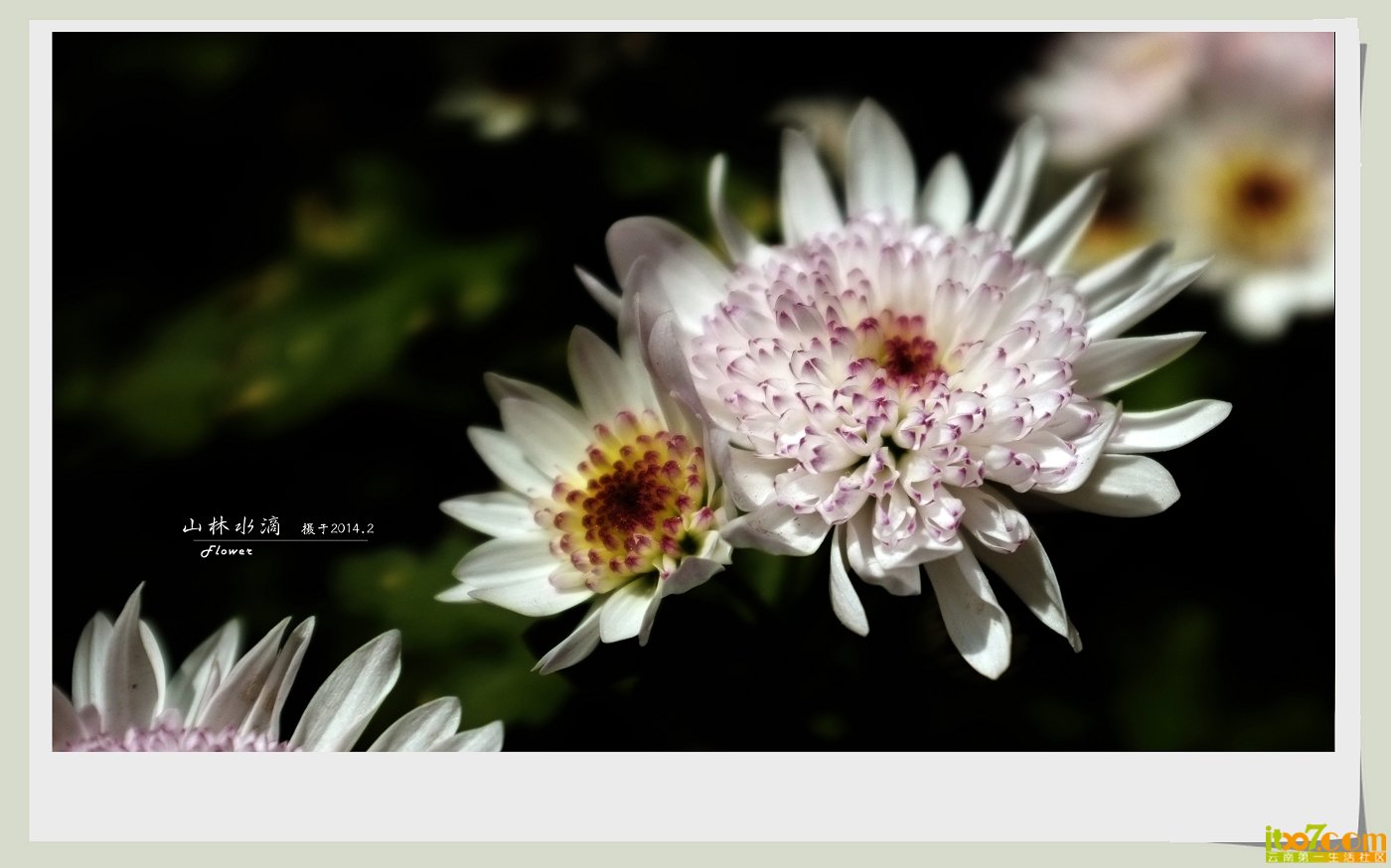 菊花08.jpg