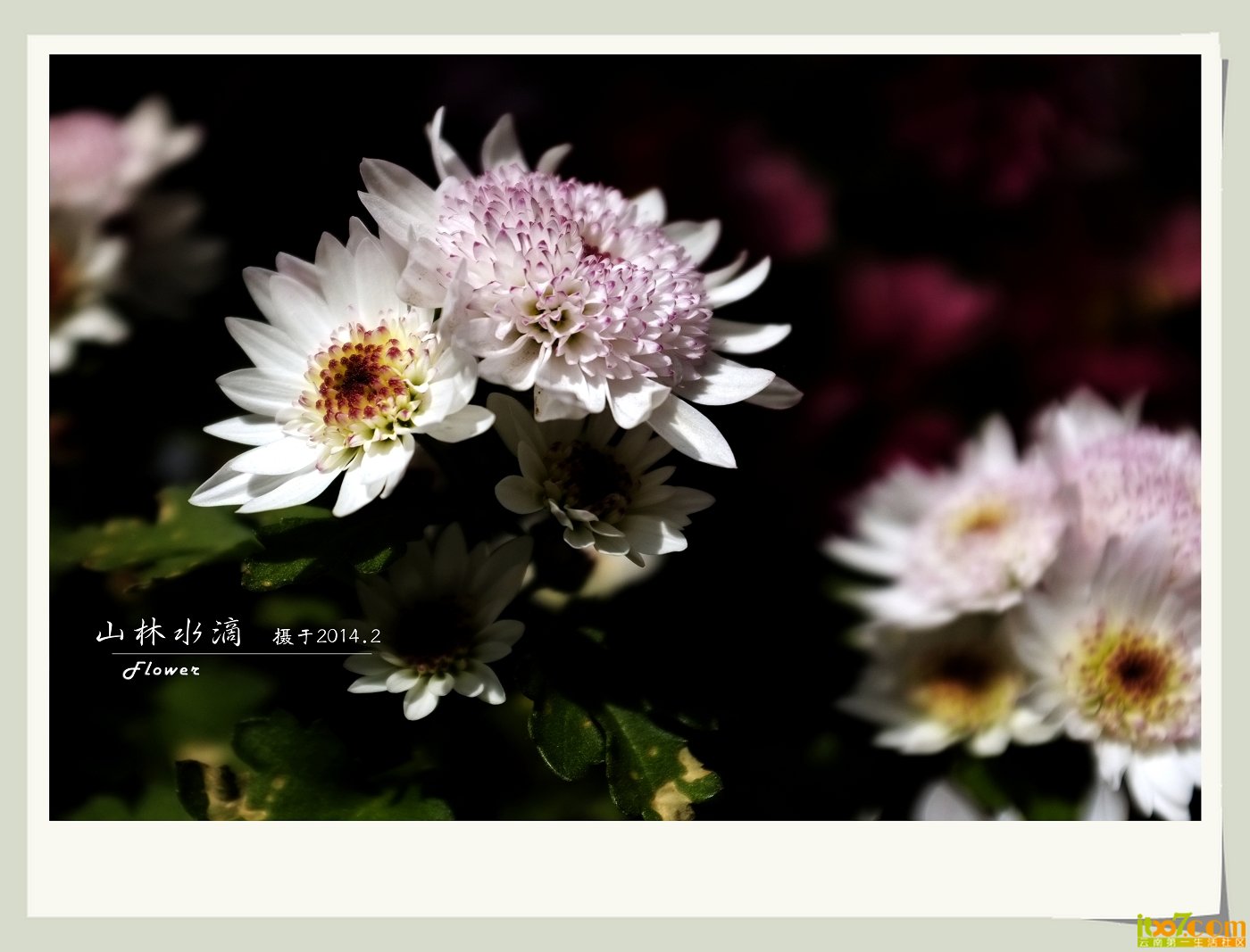 菊花09.jpg
