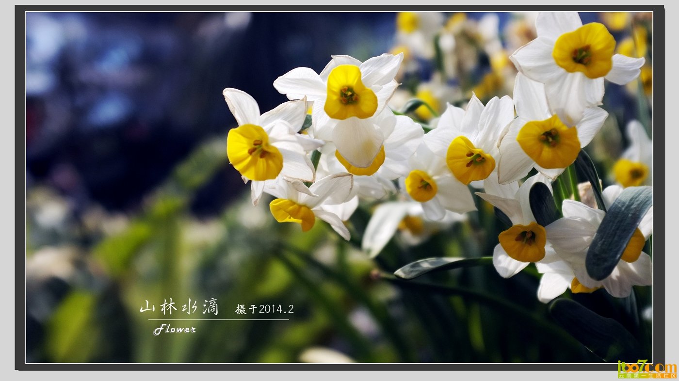 水仙 (11).jpg
