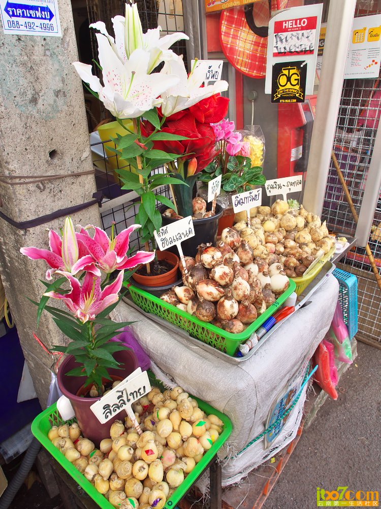 P1050099.jpg
