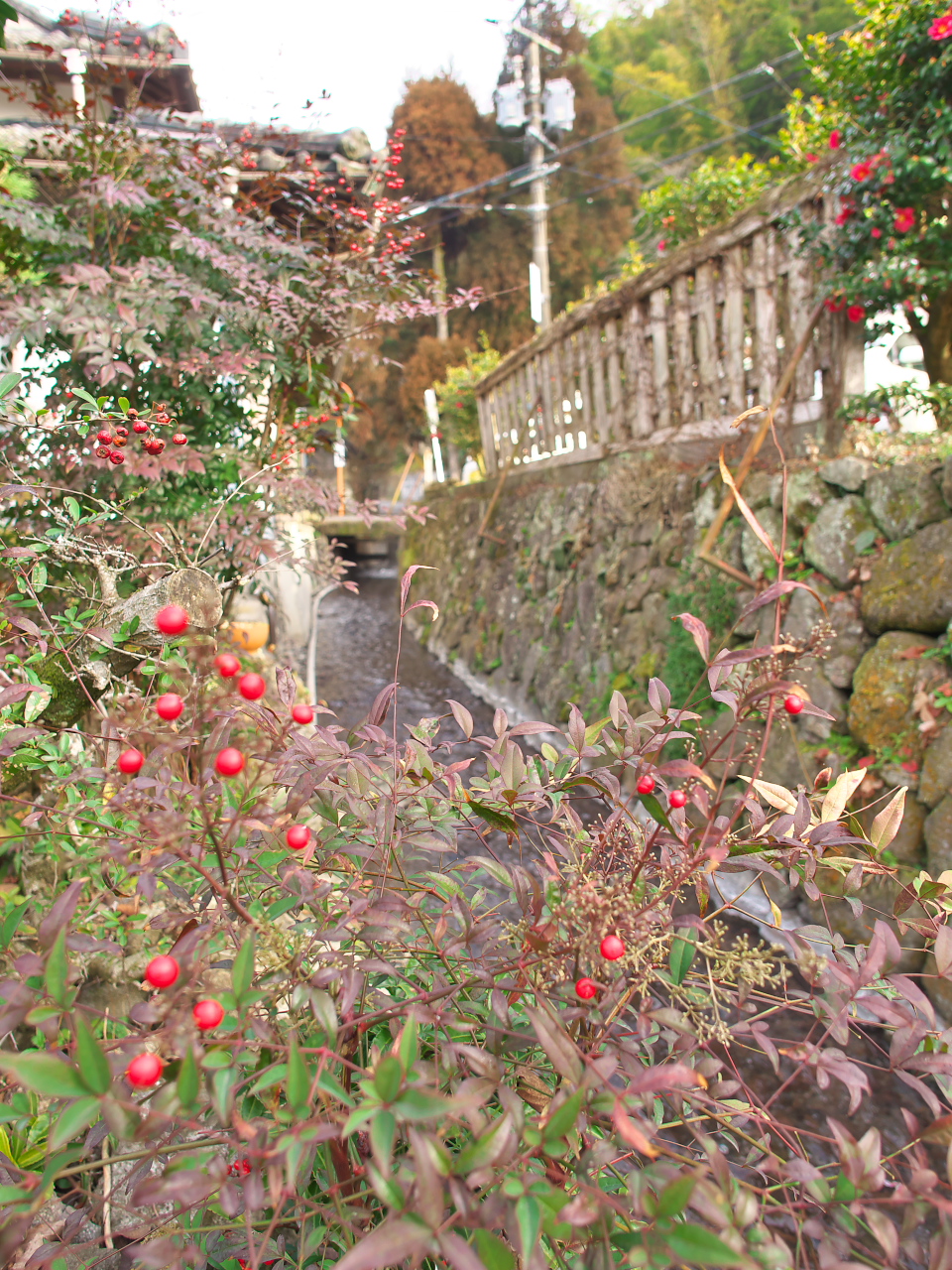 P2010483.jpg