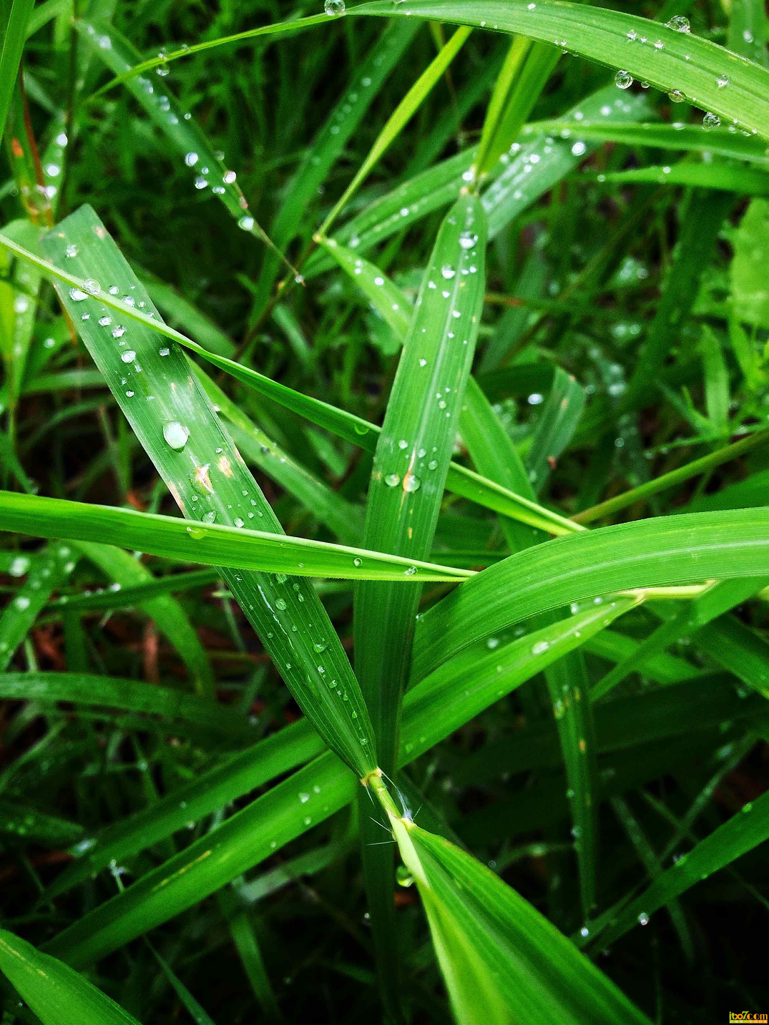 又是雨后花园