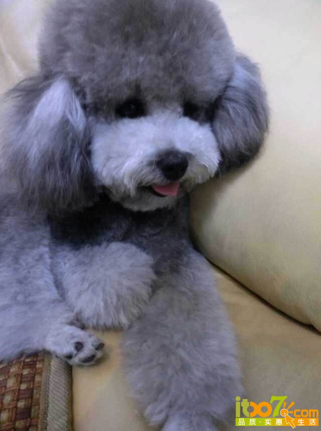 蓝灰爱丽丝.jpg