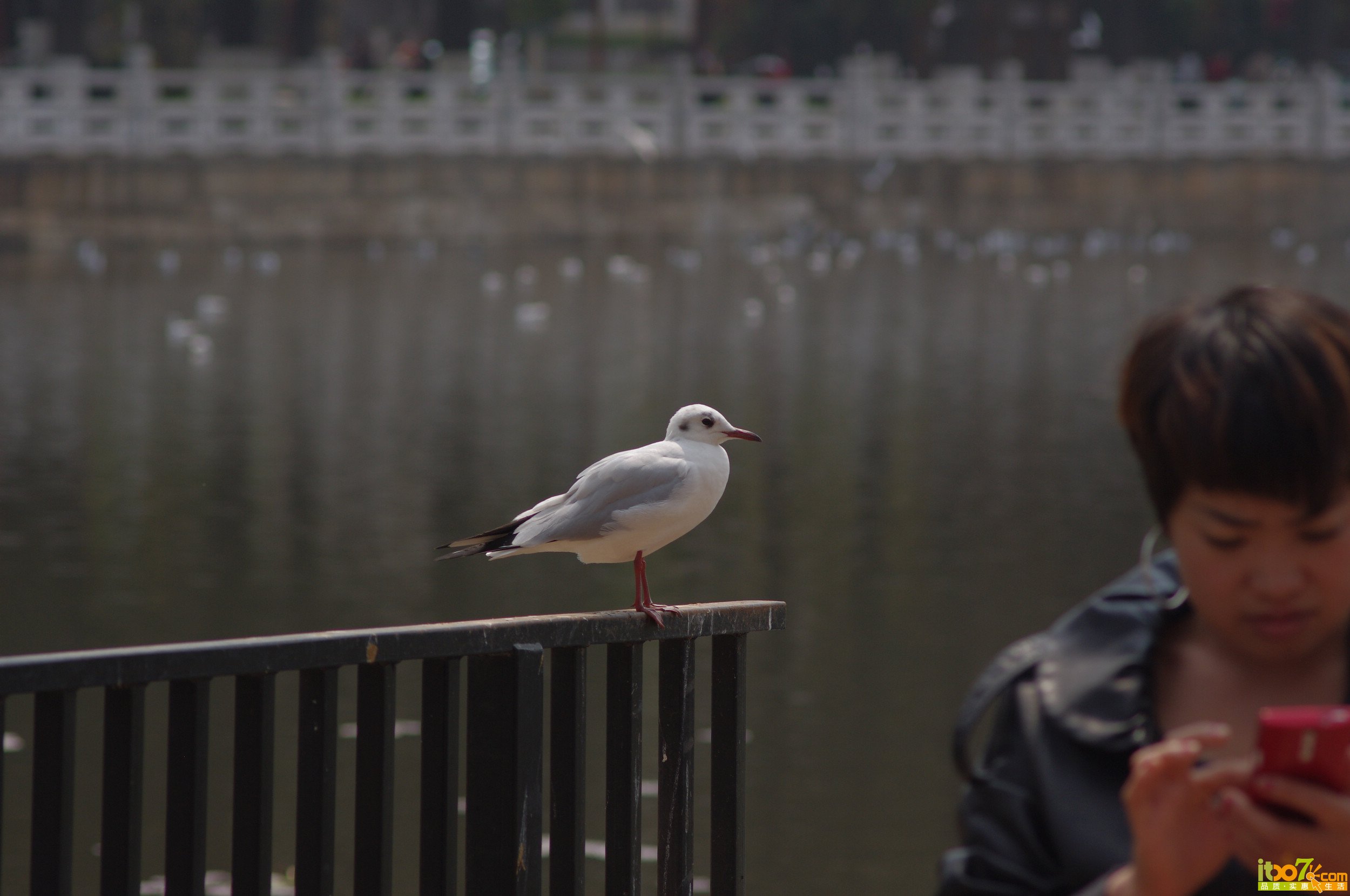 IMGP38911.jpg