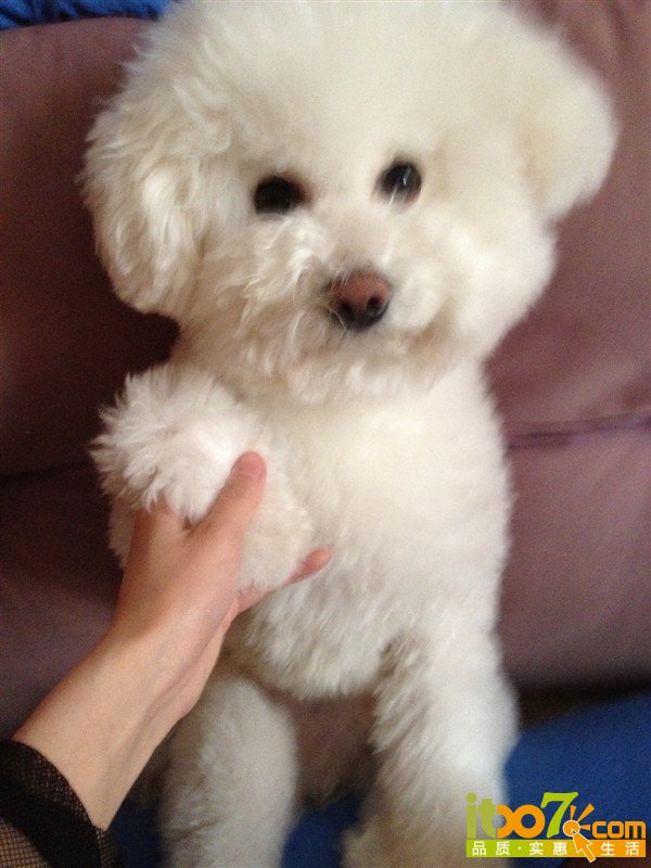 可爱