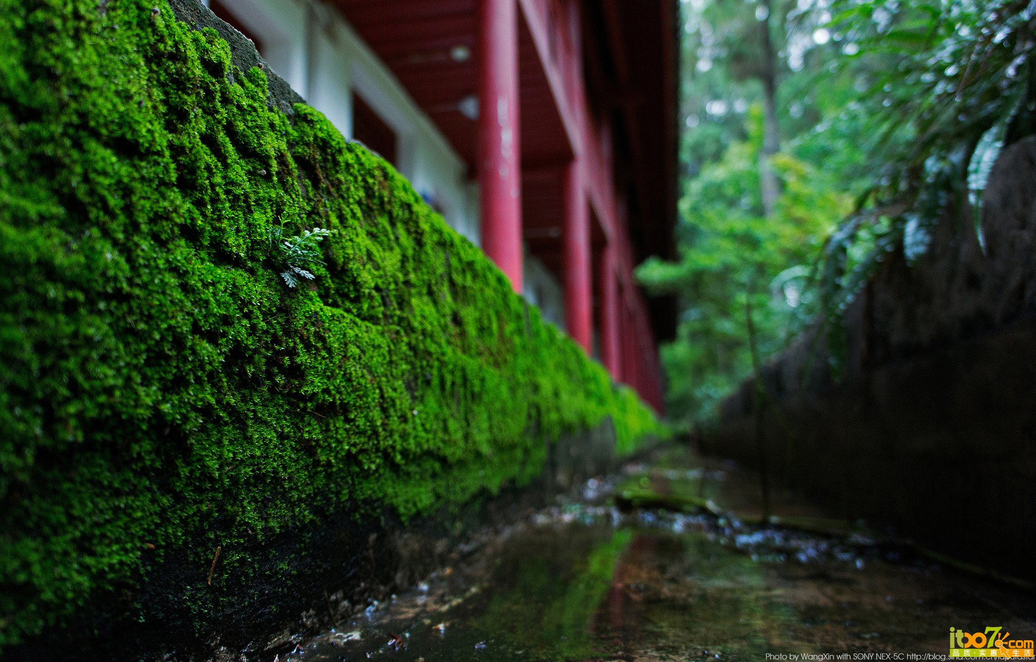 After the rain.jpg