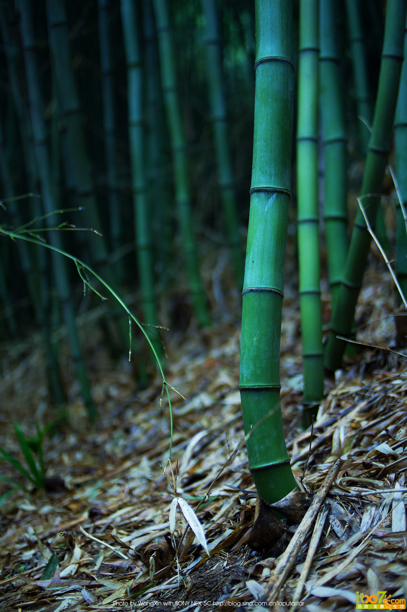 Bamboo shoots after a spring rain.jpg