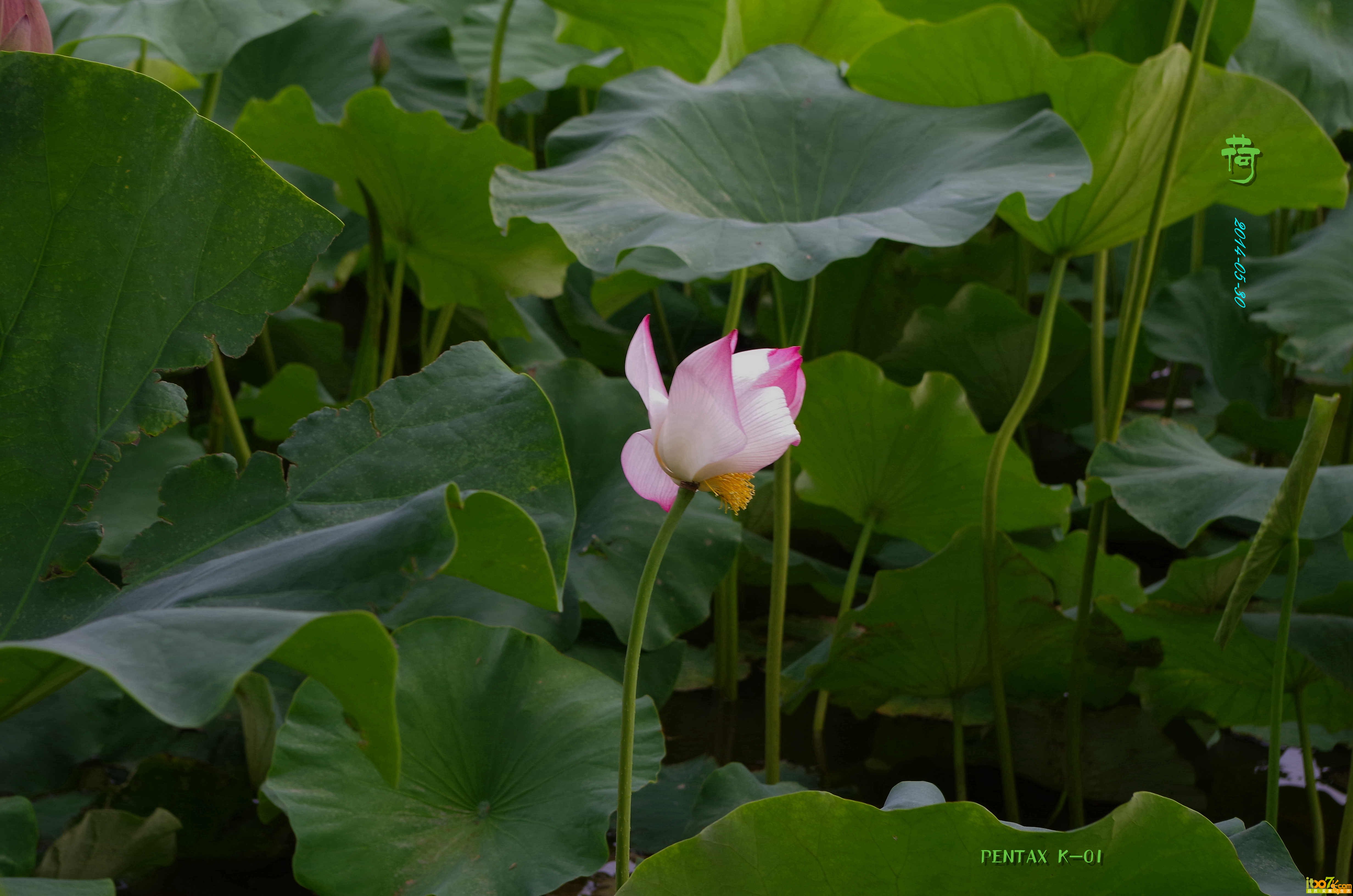 IMGP3732_副本.jpg