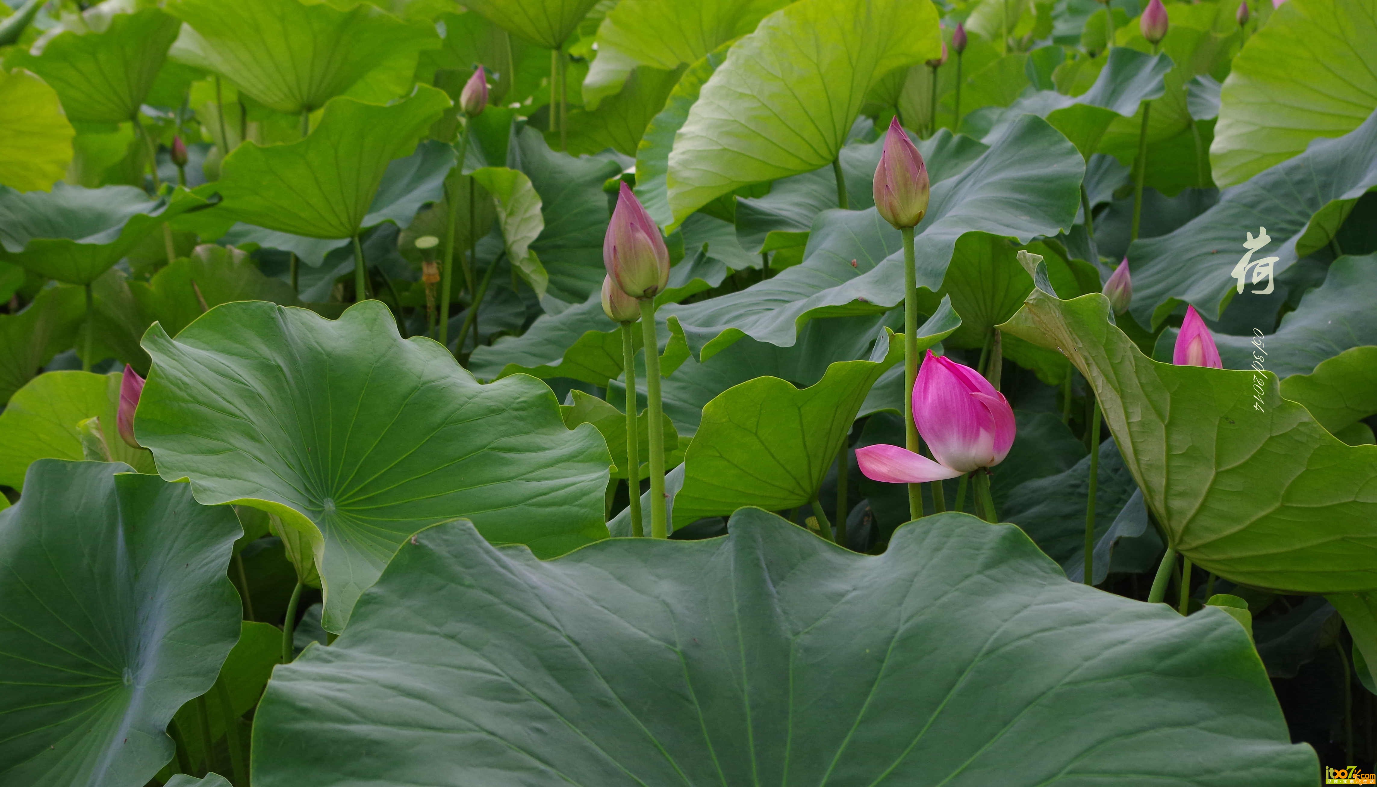 IMGP3747_副本.jpg