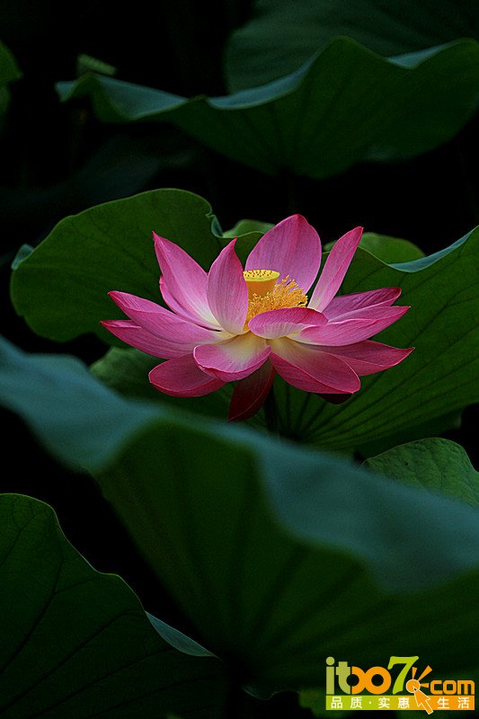 荷花5.jpg