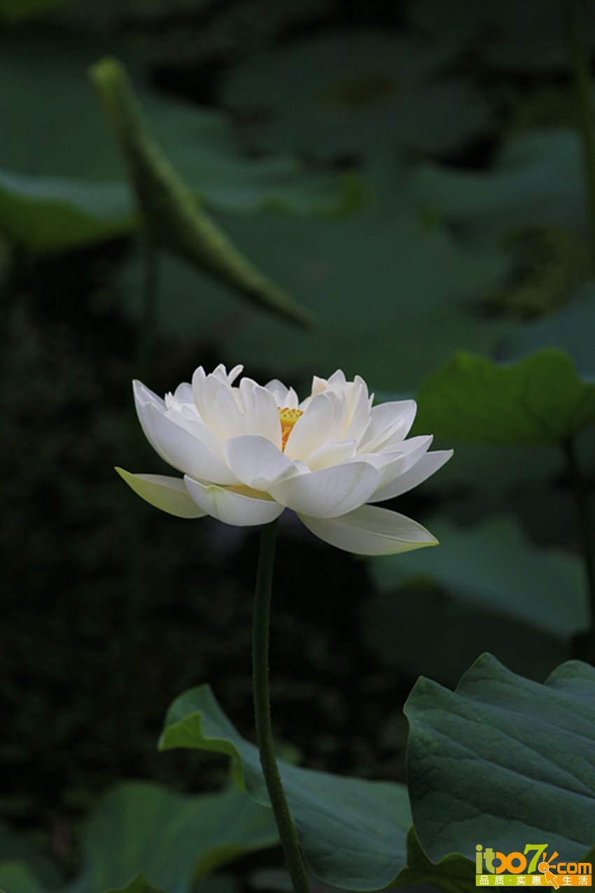 荷花1.jpg