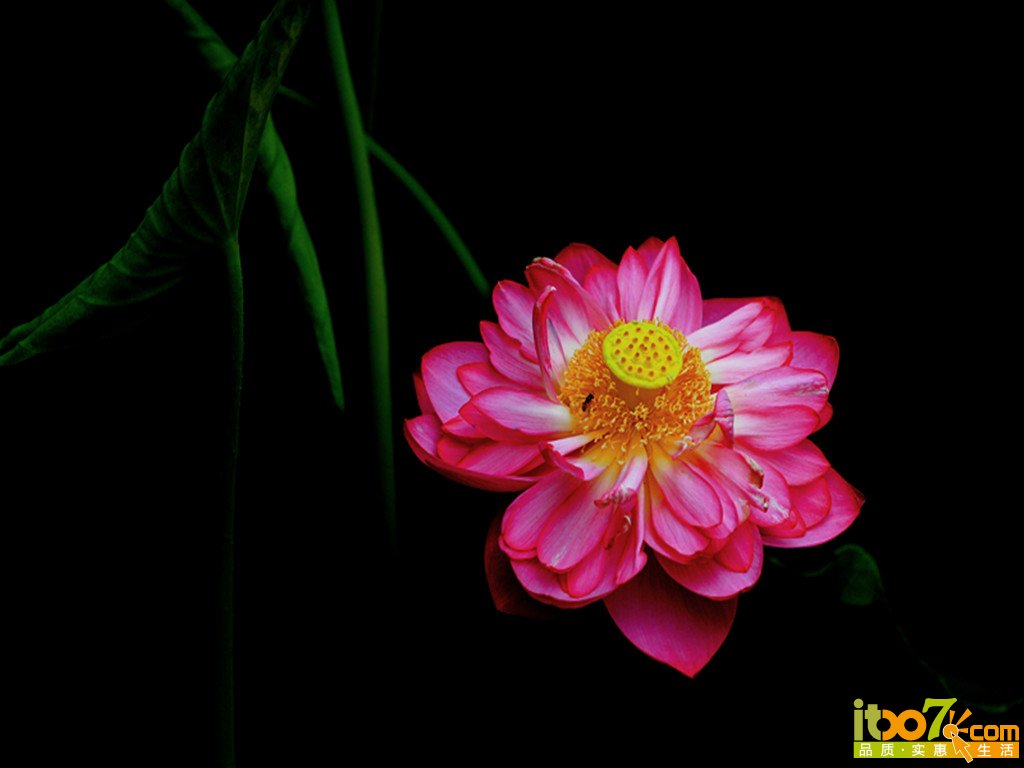 荷花2.jpg