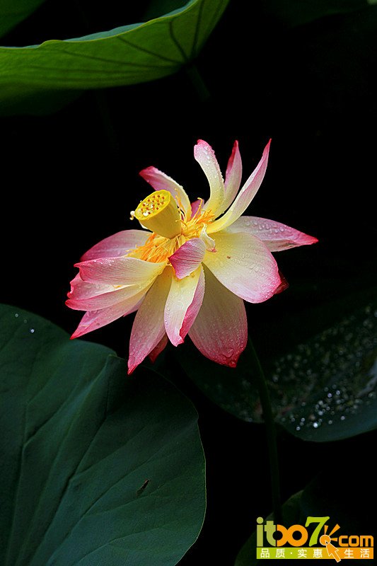 荷花6.jpg