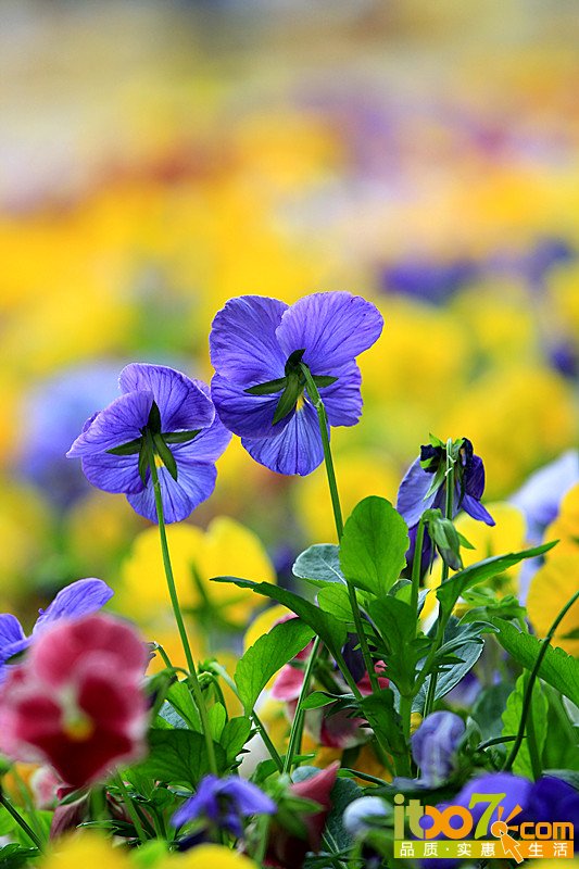 花1.jpg