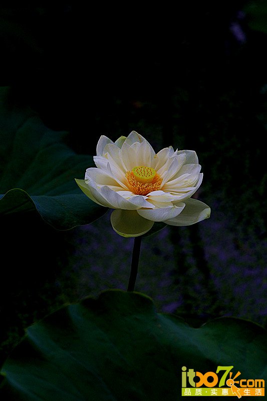 花2.jpg