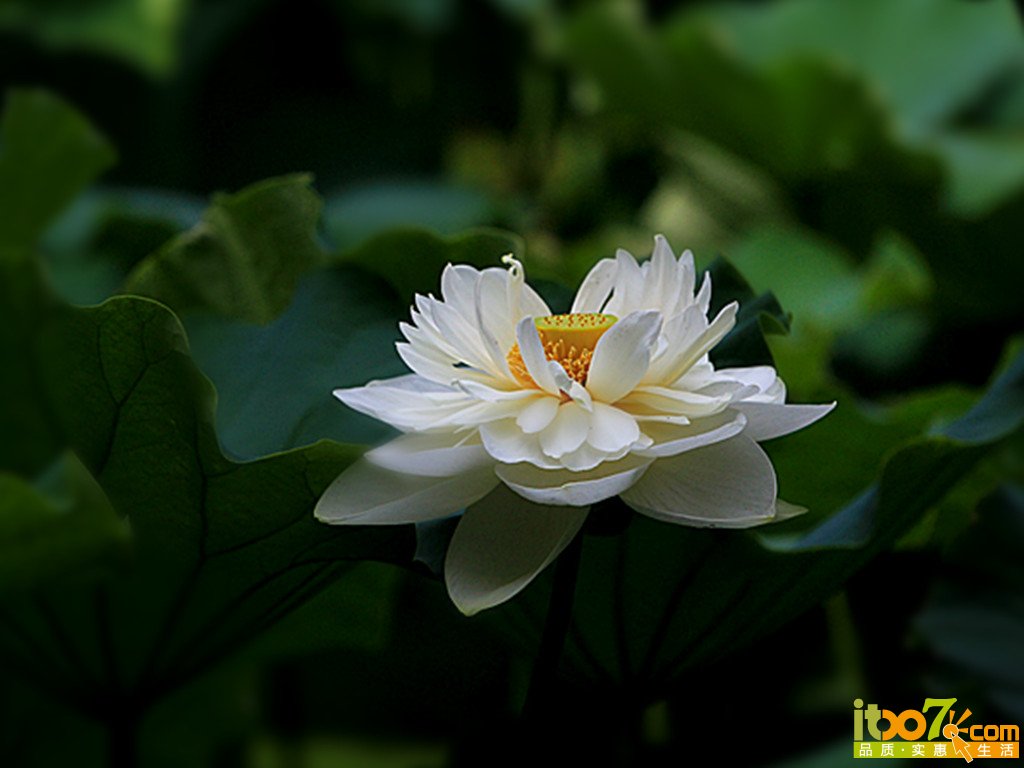 花5.jpg