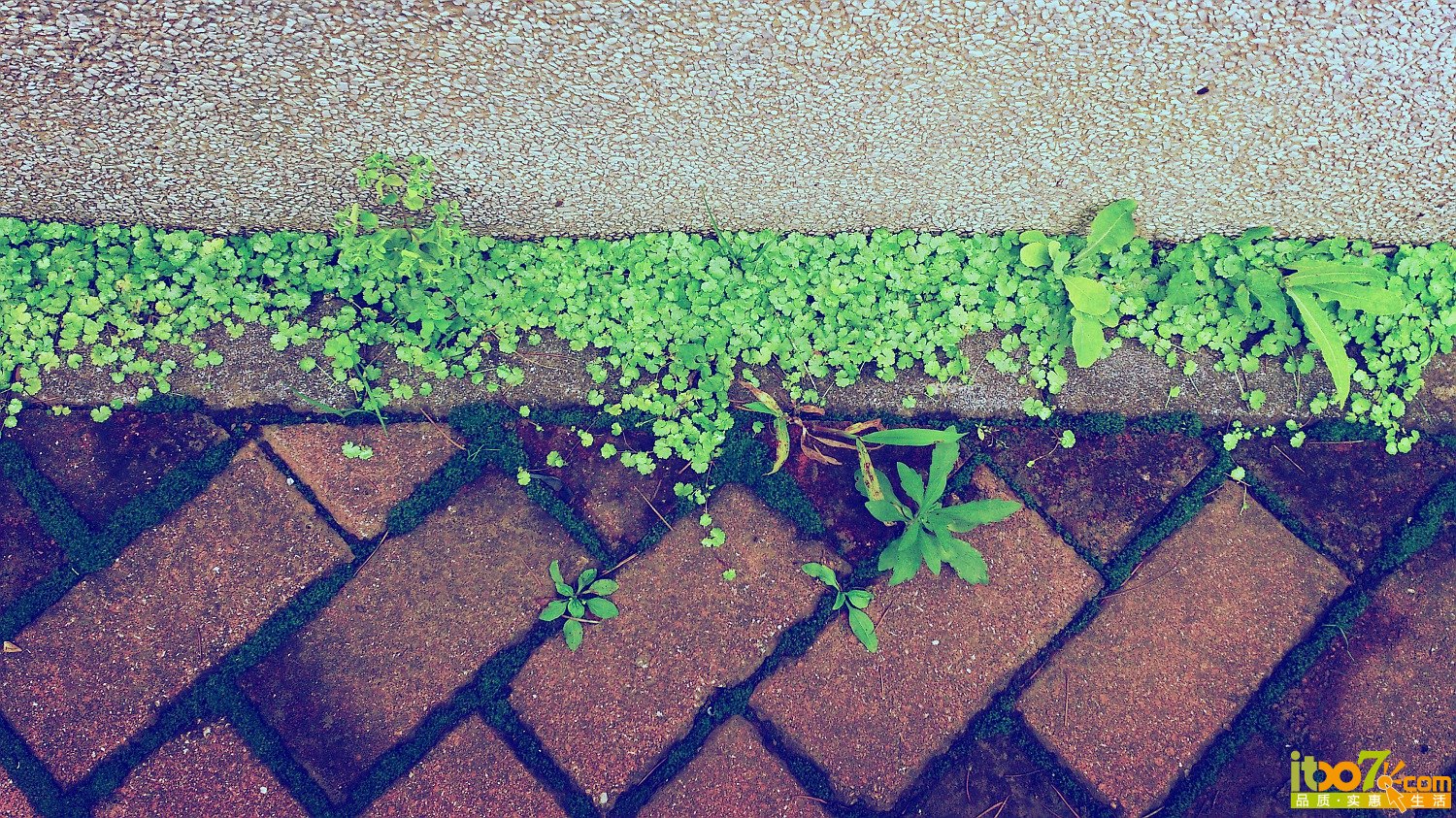 DSC_0767_副本_副本.jpg