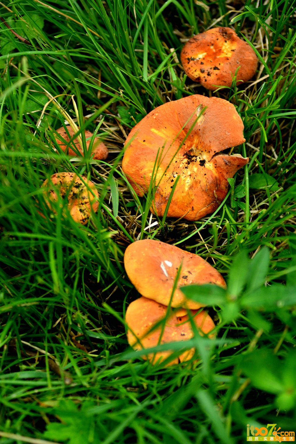 DSC_1002.jpg
