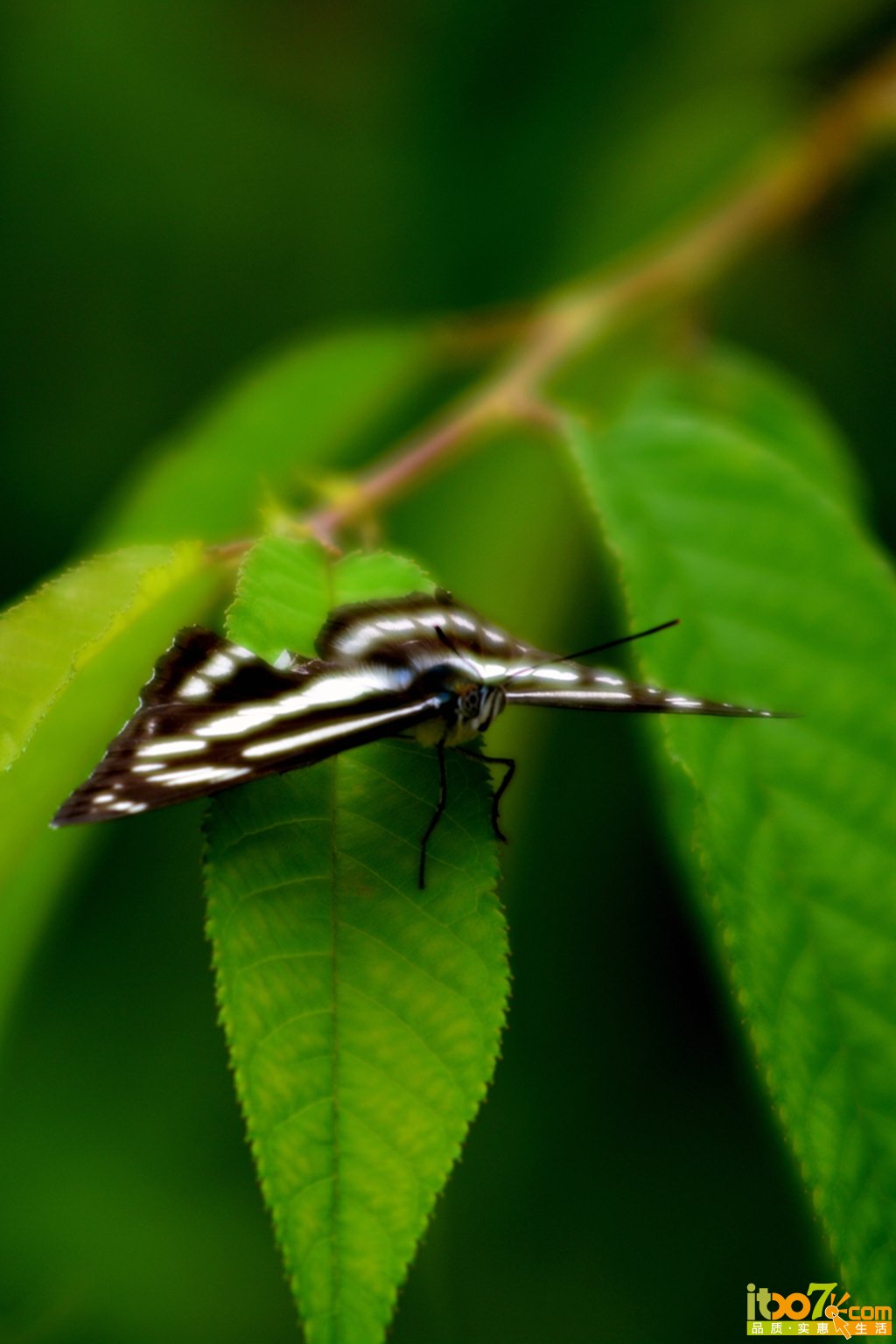 DSC_1035.jpg