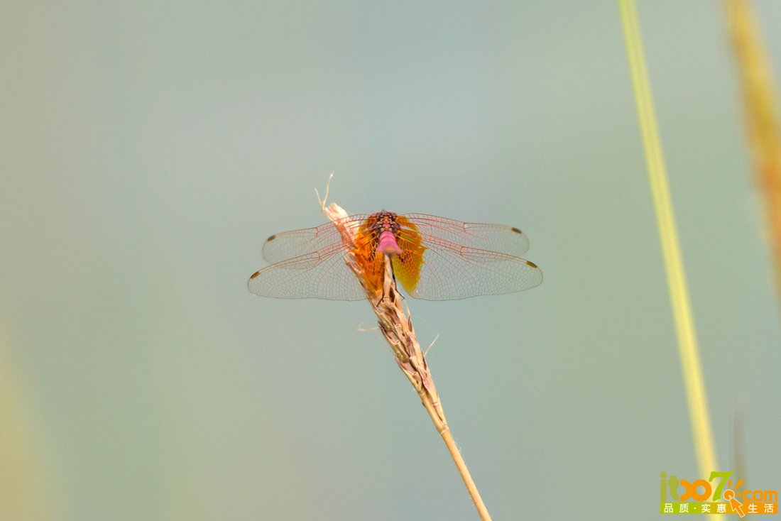 DSC_9989.JPG