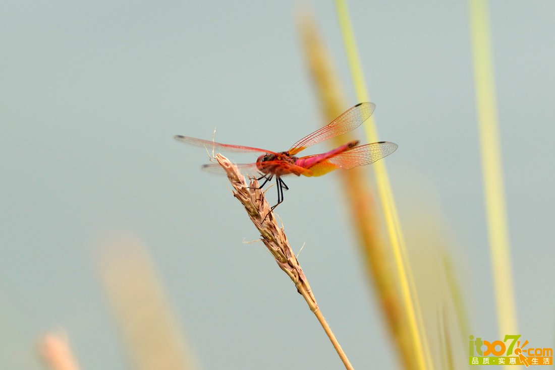 DSC_9991.JPG