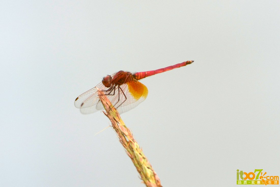 DSC_9995.JPG