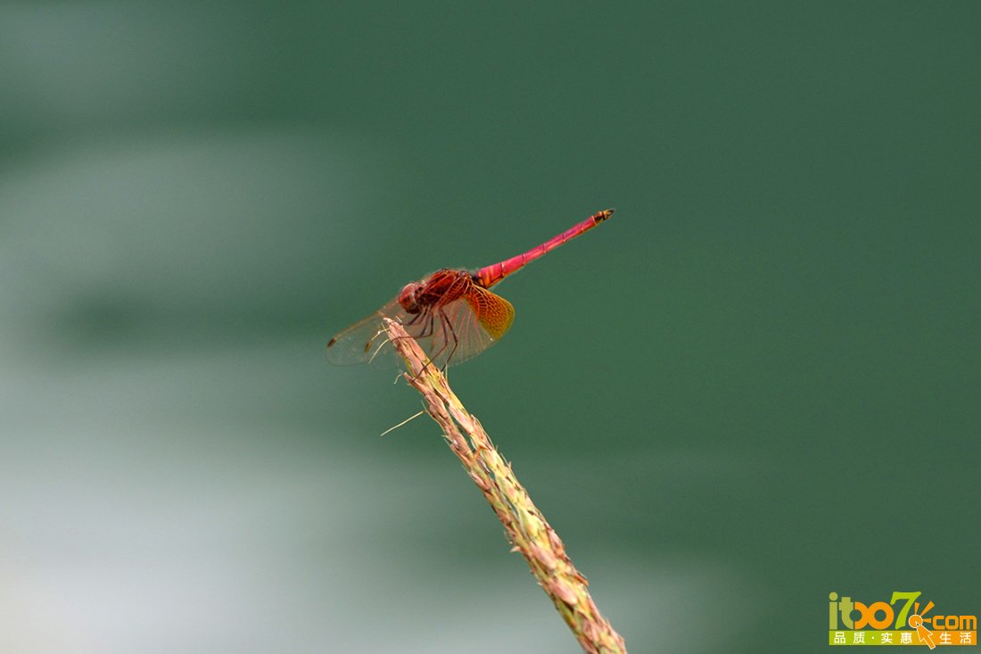 DSC_9997.JPG