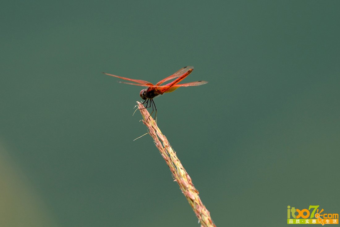 DSC_9998.JPG