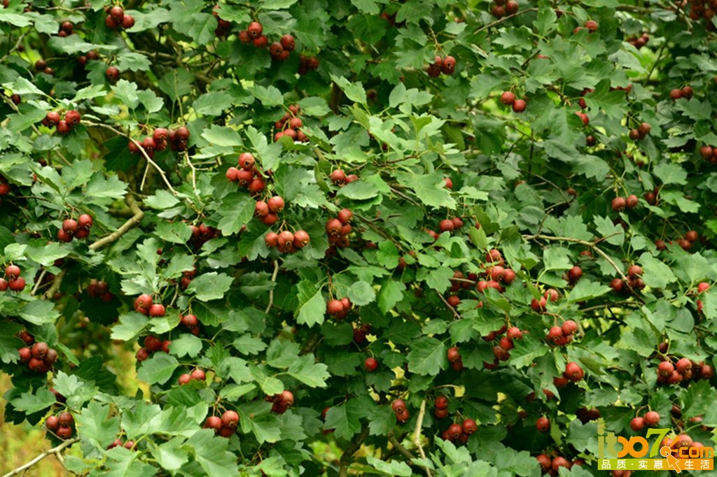 DSC_1220.jpg