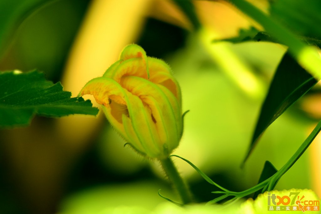 DSC_1232.jpg
