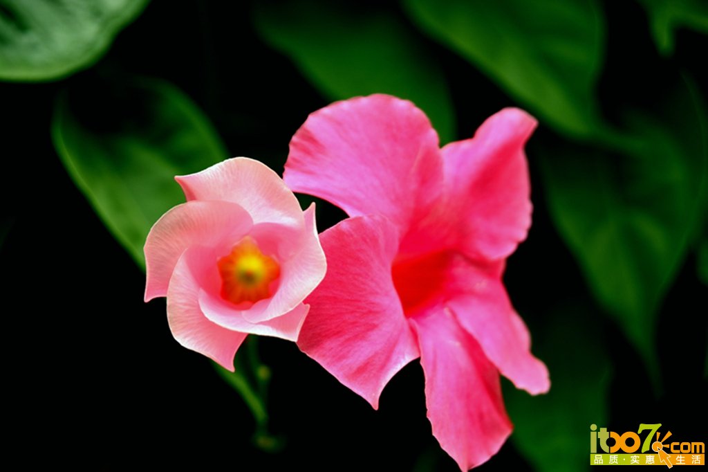 DSC_1250.jpg