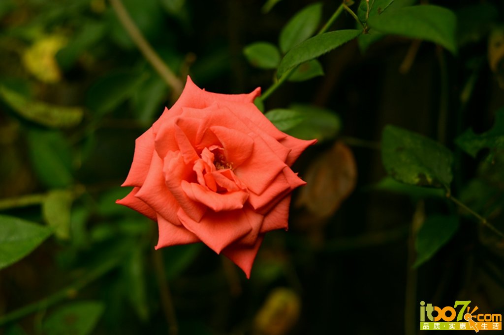 DSC_1255.jpg