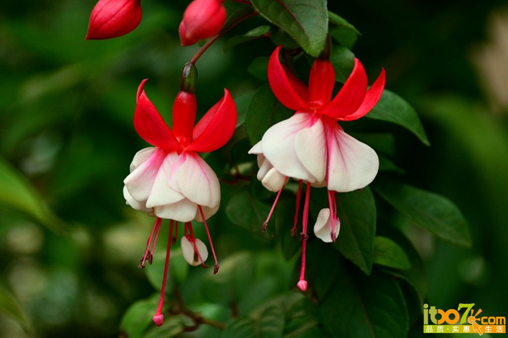 DSC_1262.jpg