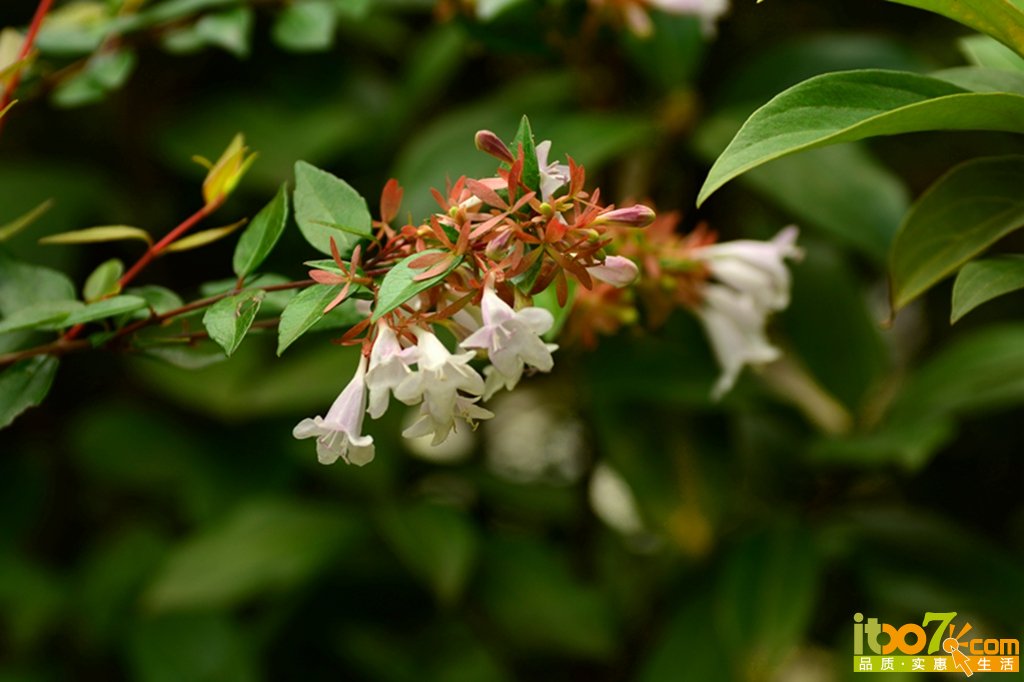 DSC_1264.jpg