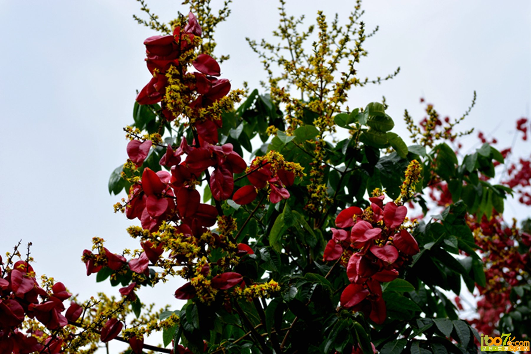DSC_1274.jpg
