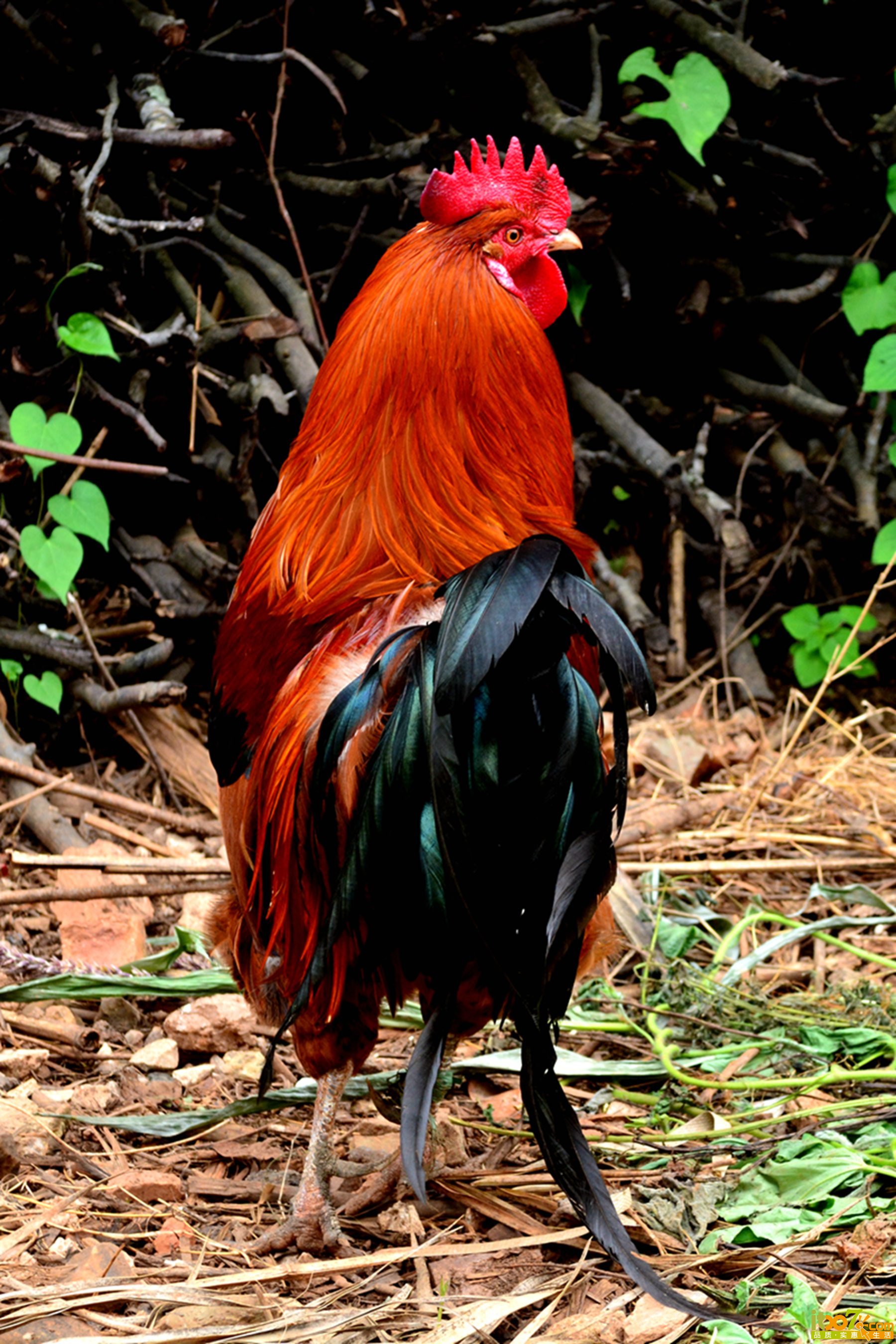 DSC_1286.jpg