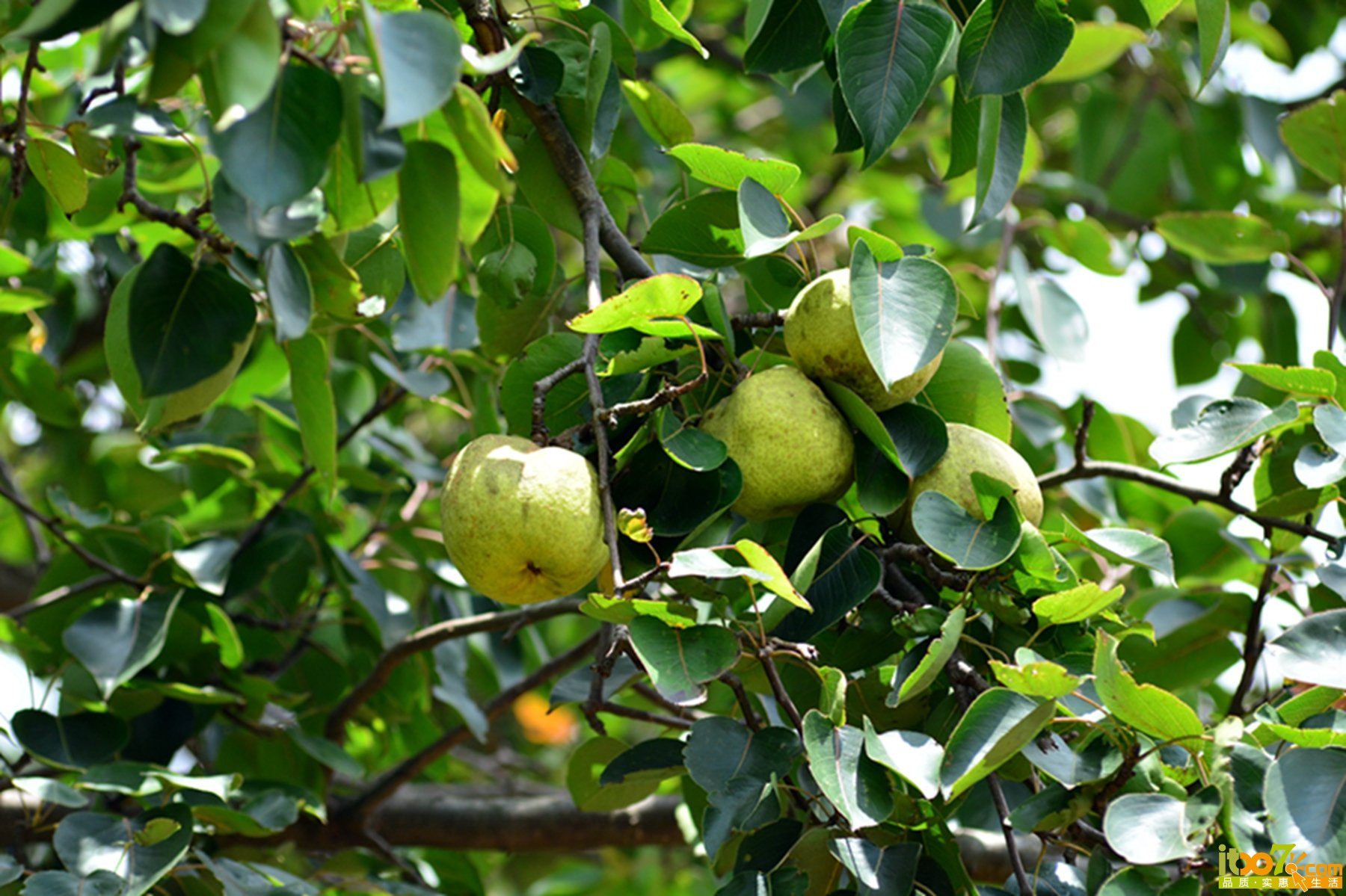 DSC_1314.jpg