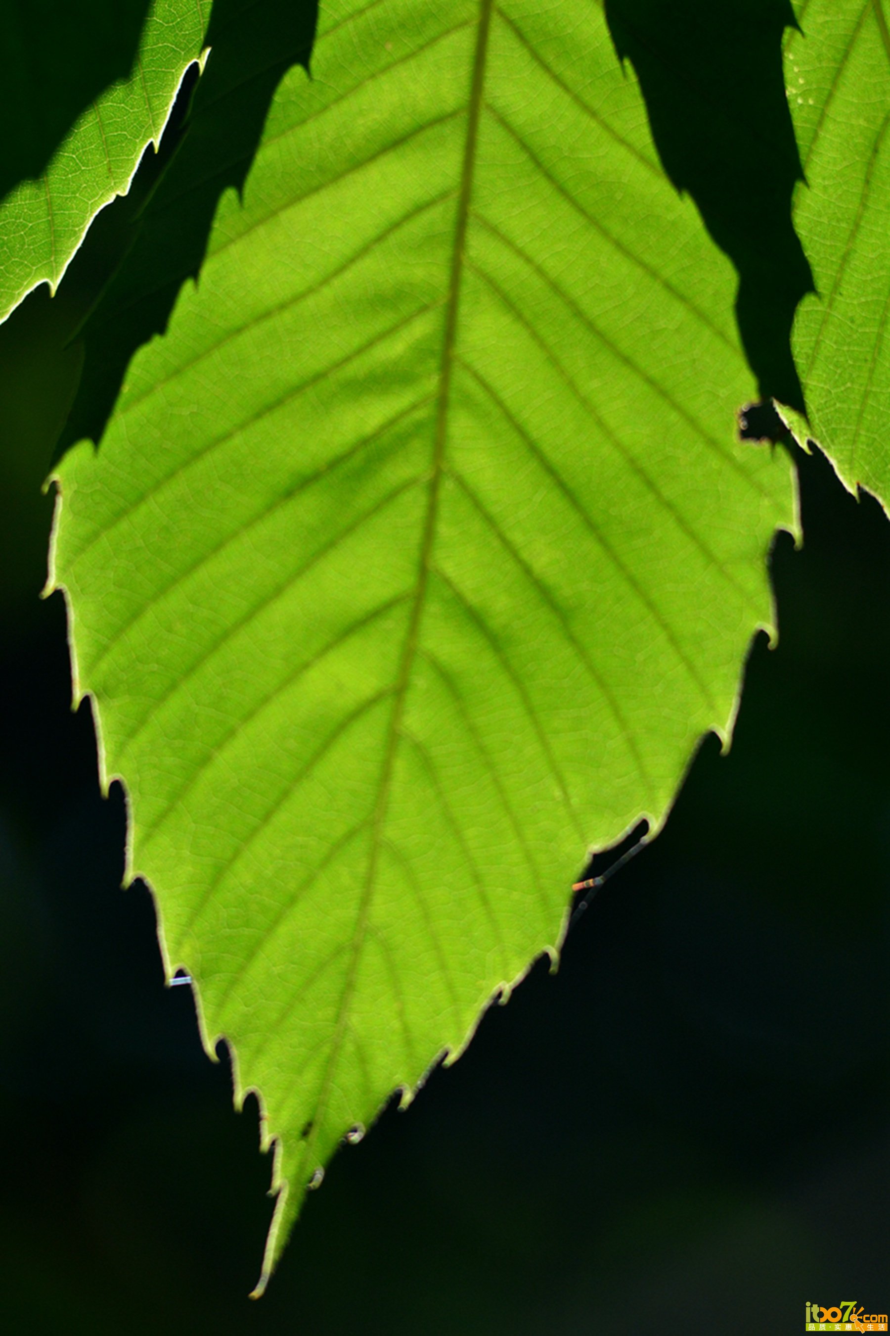 DSC_1326.jpg