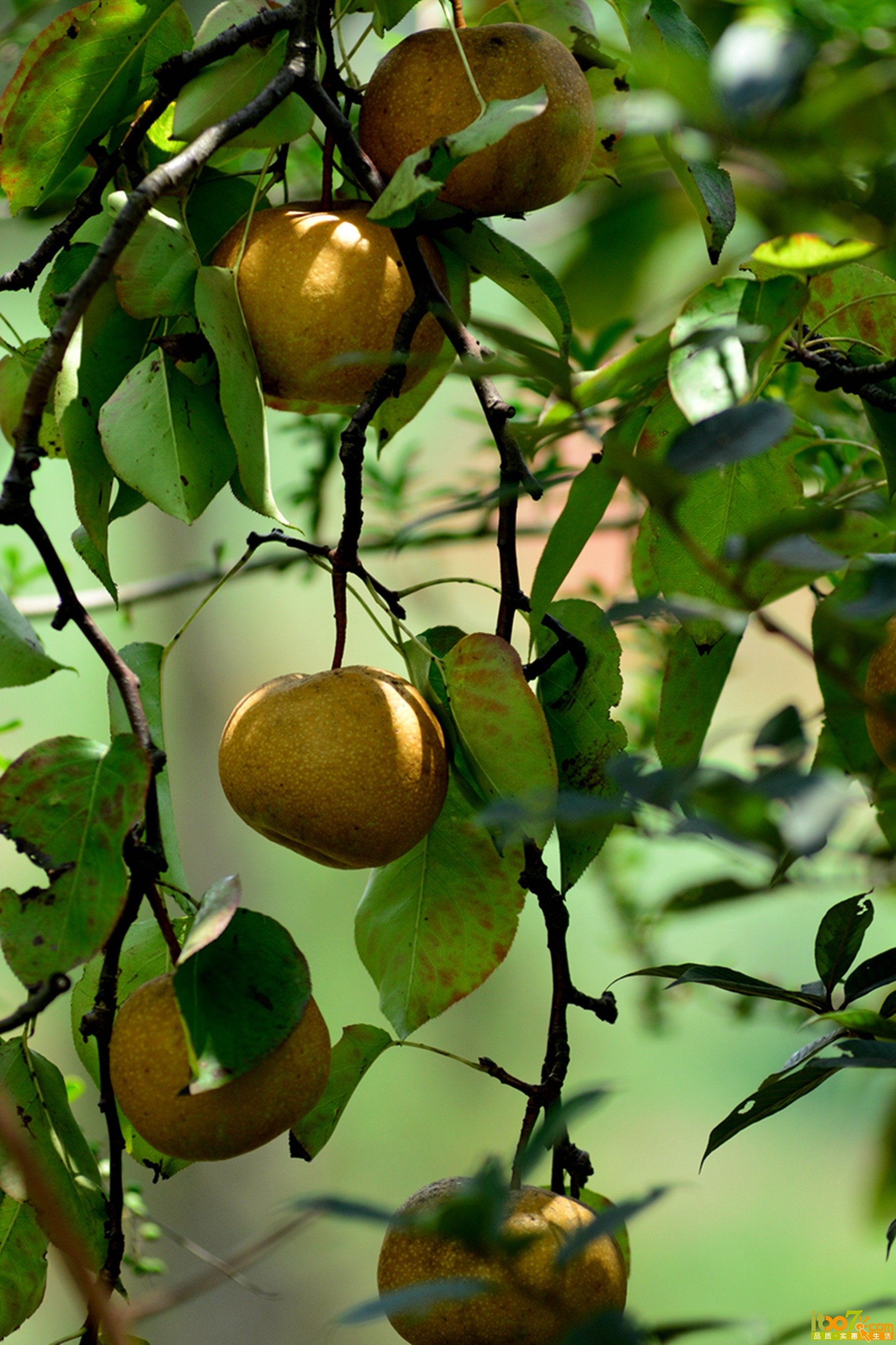 DSC_1329.jpg